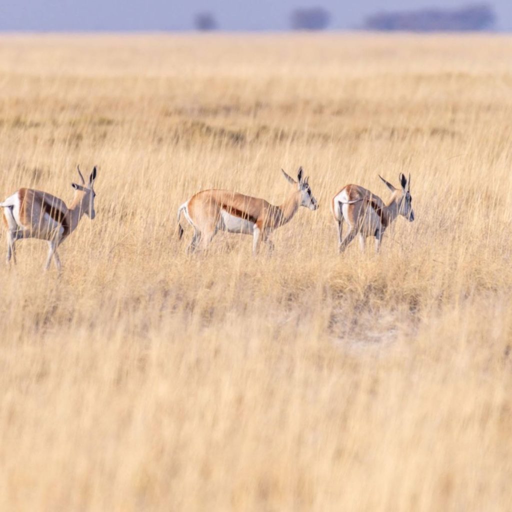 Nata botswana 1