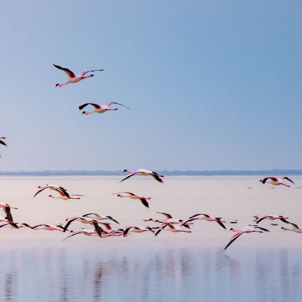Nata botswana