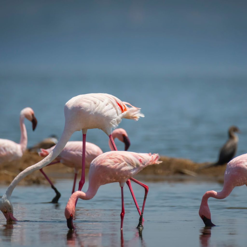 Parque Nacional Lago Nakuru 1