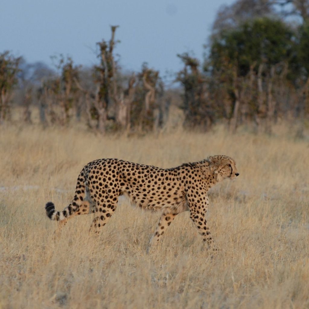 Parque Nacional de Chobe 1