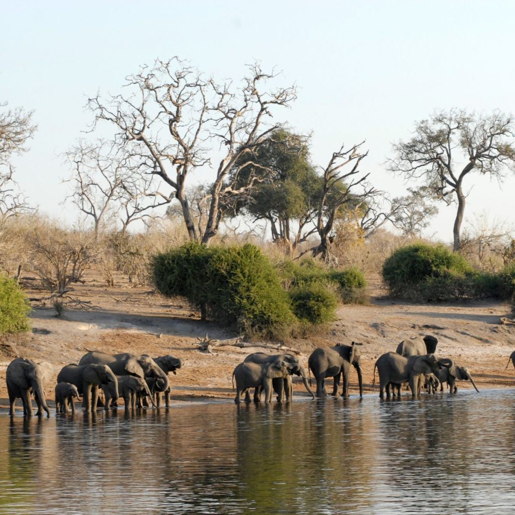 Parque Nacional de Chobe