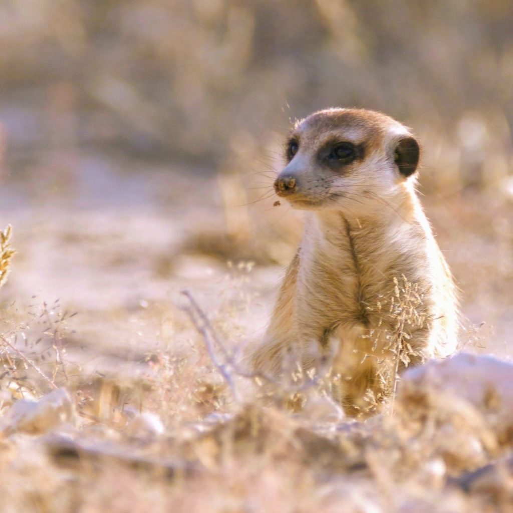 Reserva de Caza del Kalahari Central