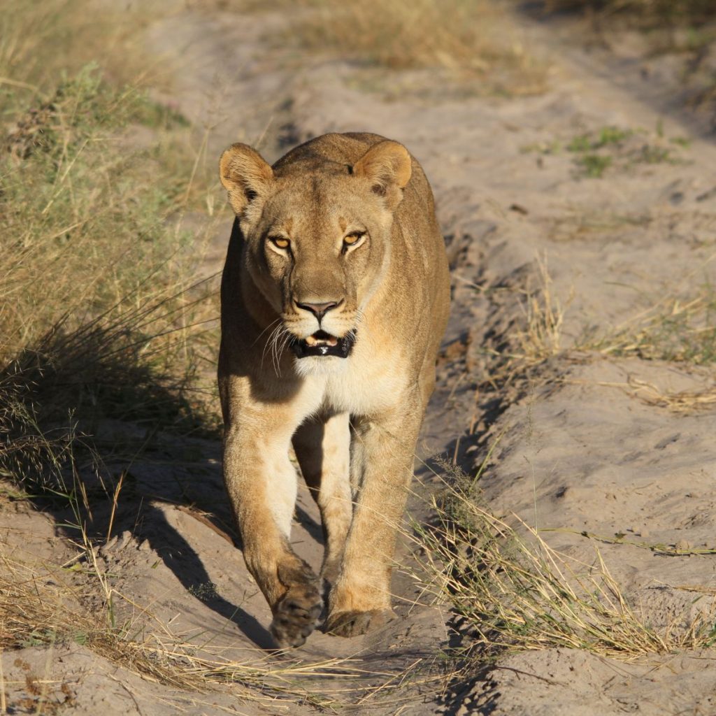 Reserva de Moremi 1