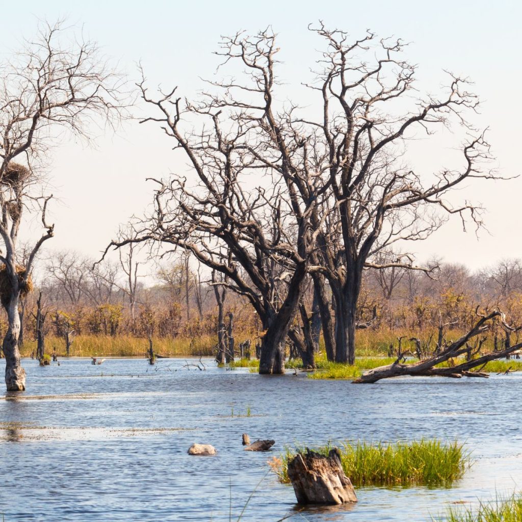Reserva de Moremi