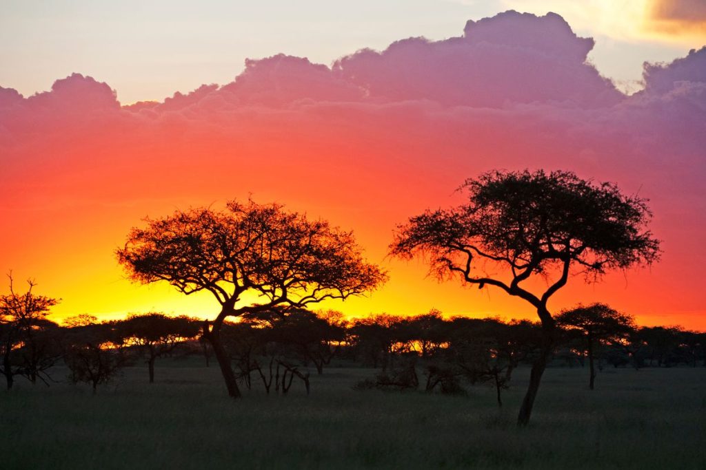 Safari Mbuga en Tanzania 4
