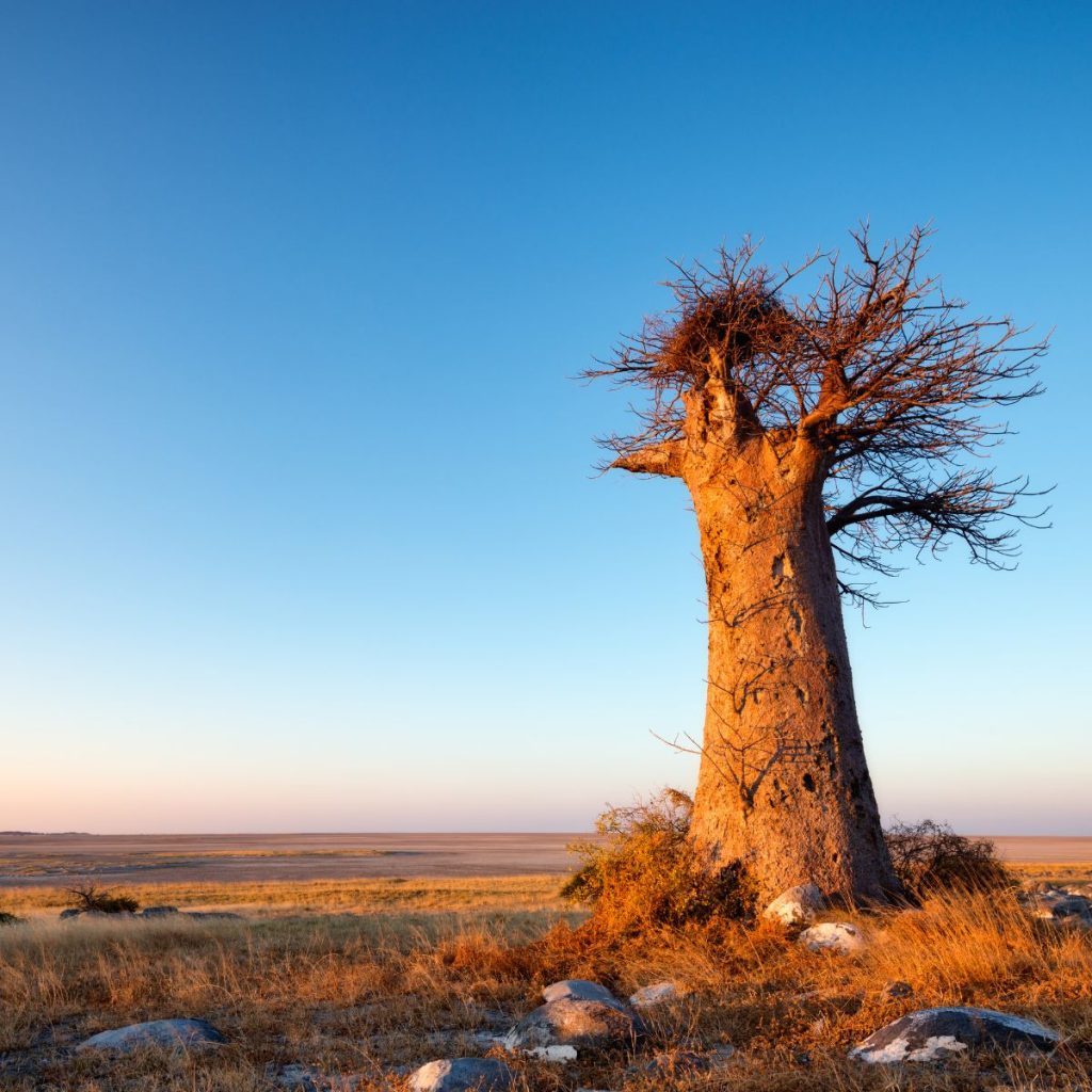 Salares de Makgadikgadi 1