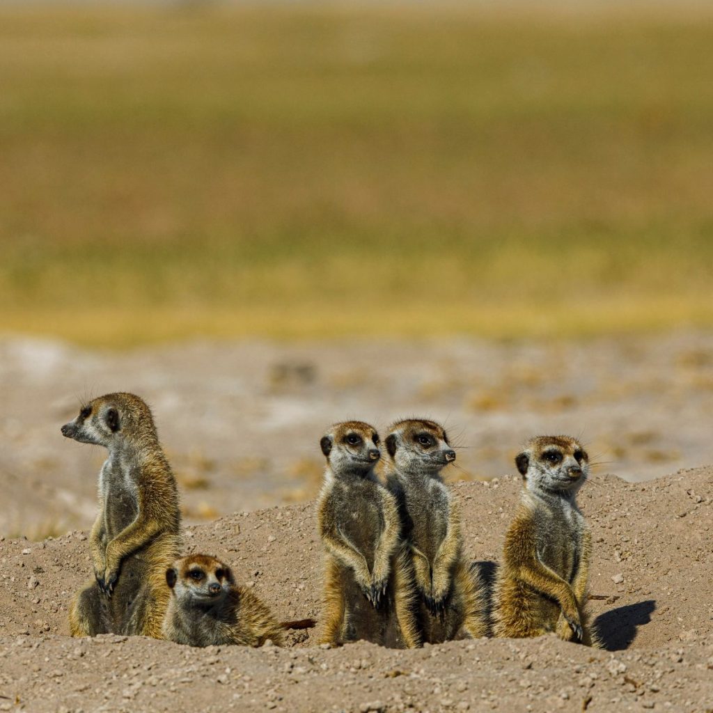 Salares de Makgadikgadi 2