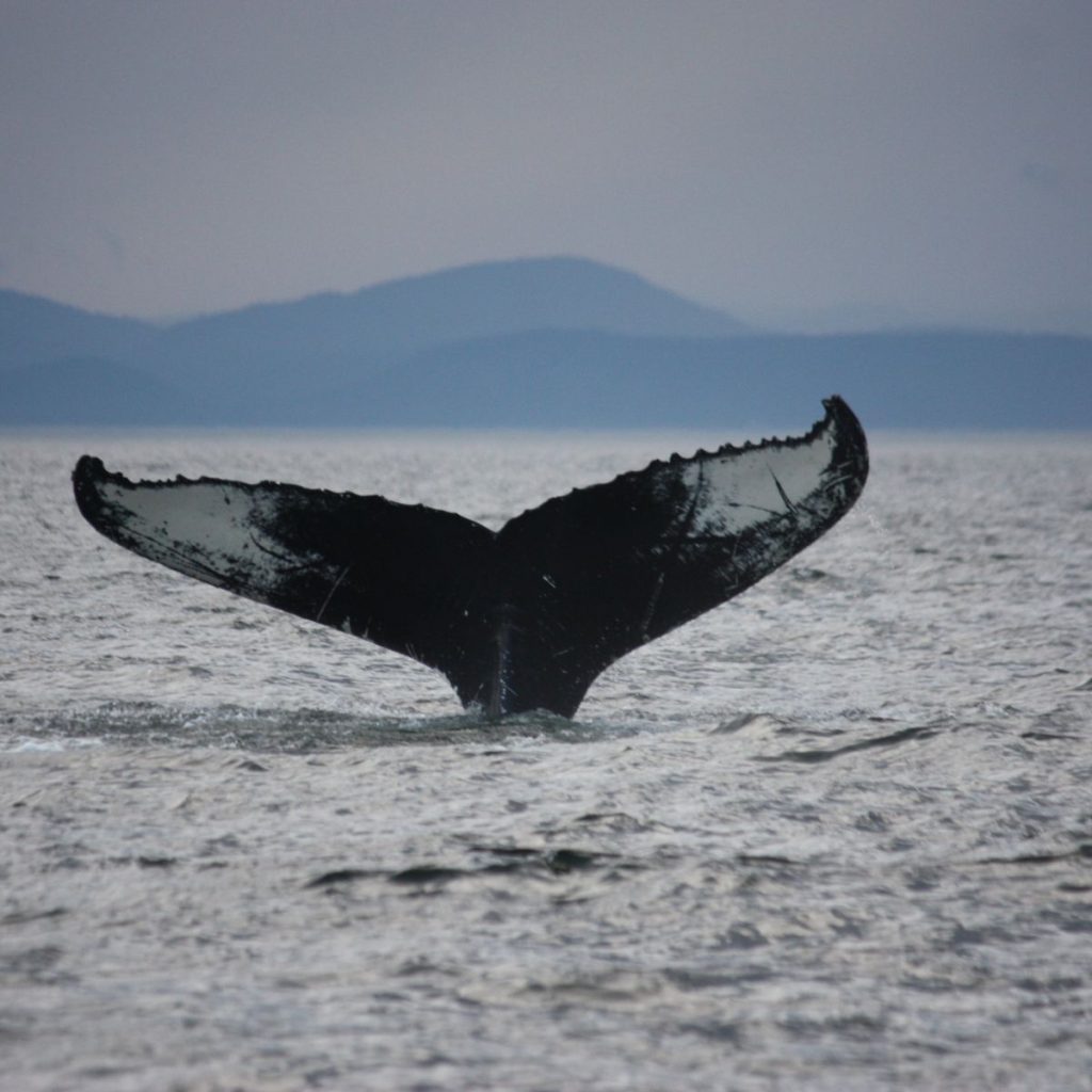 Tadoussac ()