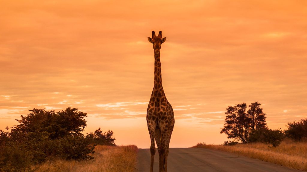 Viajes a Sudafrica