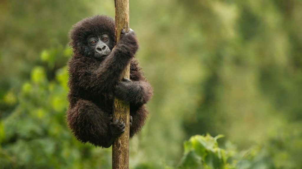 Viajes a uganda 1