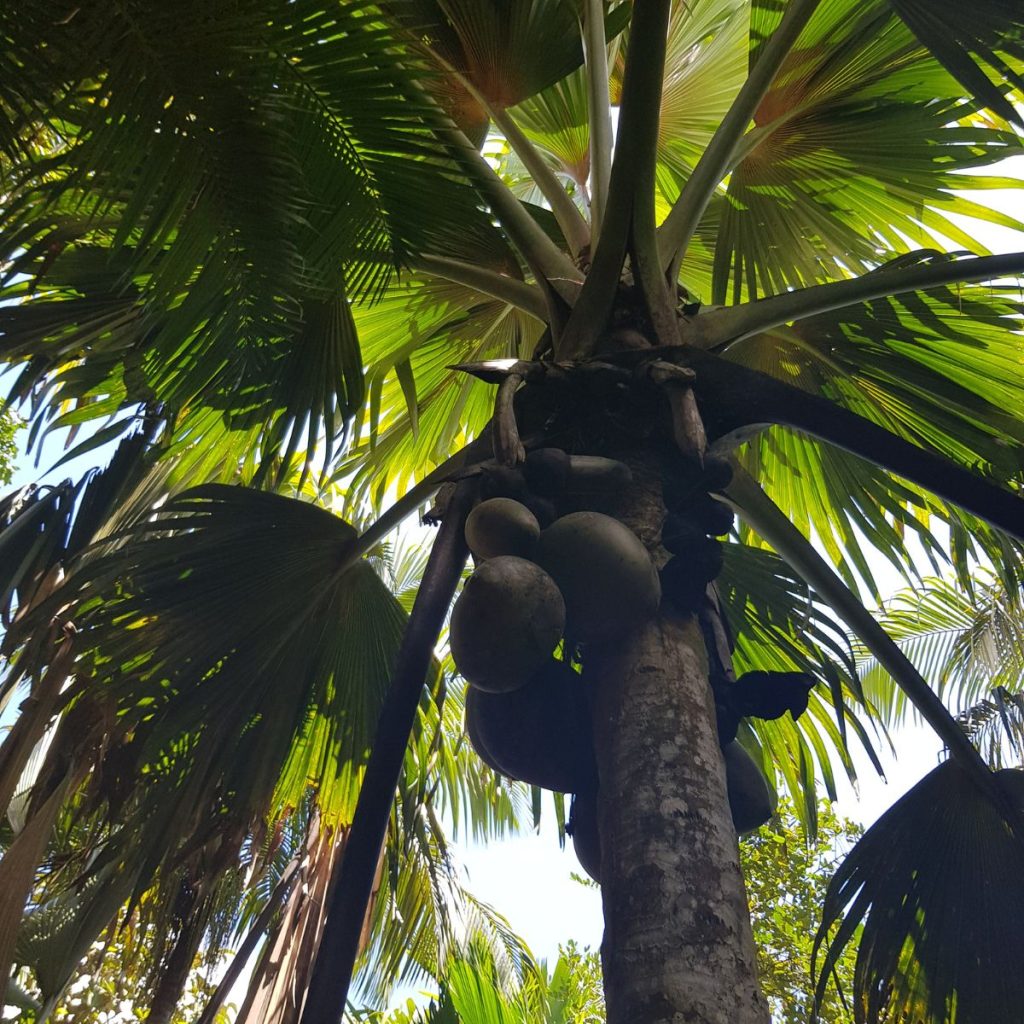 Seychelles (8)