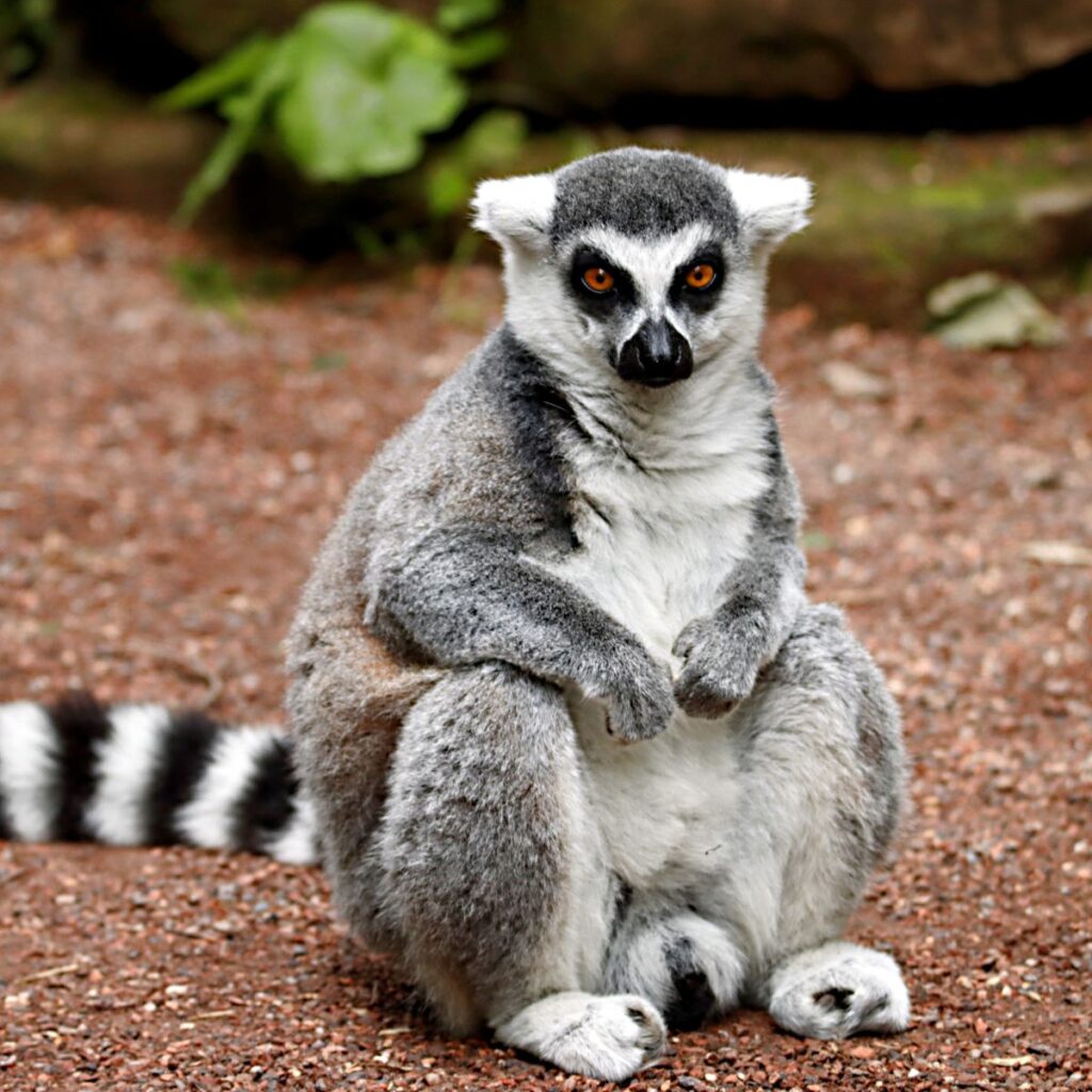 viajes a madagascar
