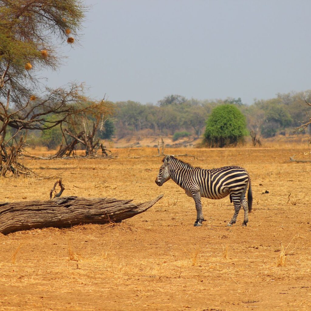 viajes a zambia