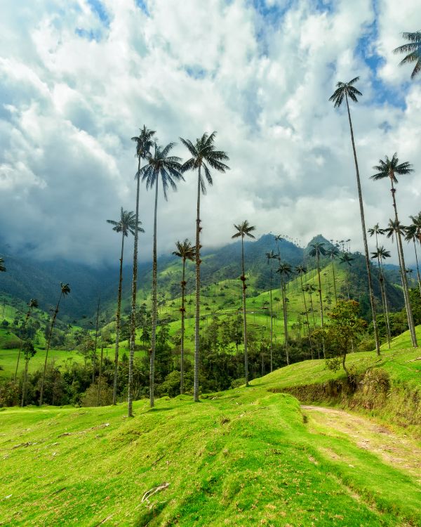 Viajes a colombia (1)