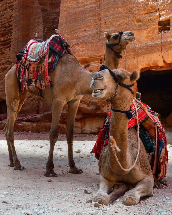 Viajes a jordania (2)