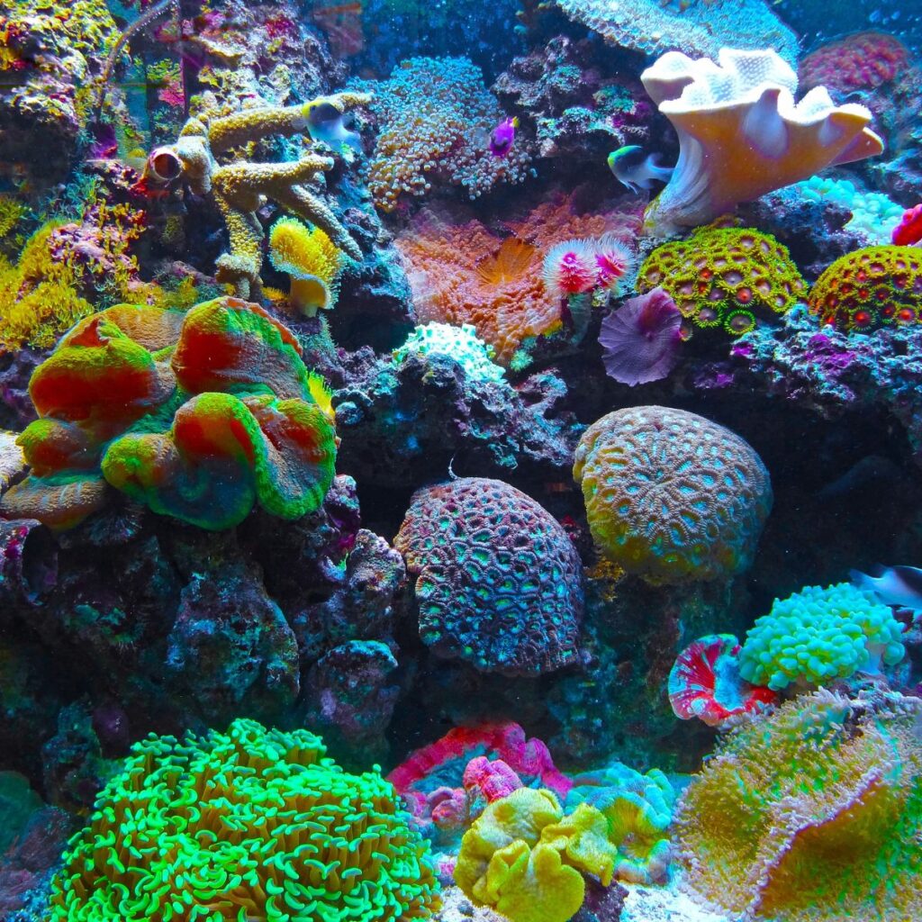 Viajes a australia (4)