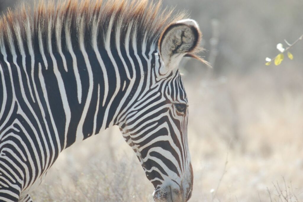 Safari Tembea en Kenia con Zanzibar de lujo
