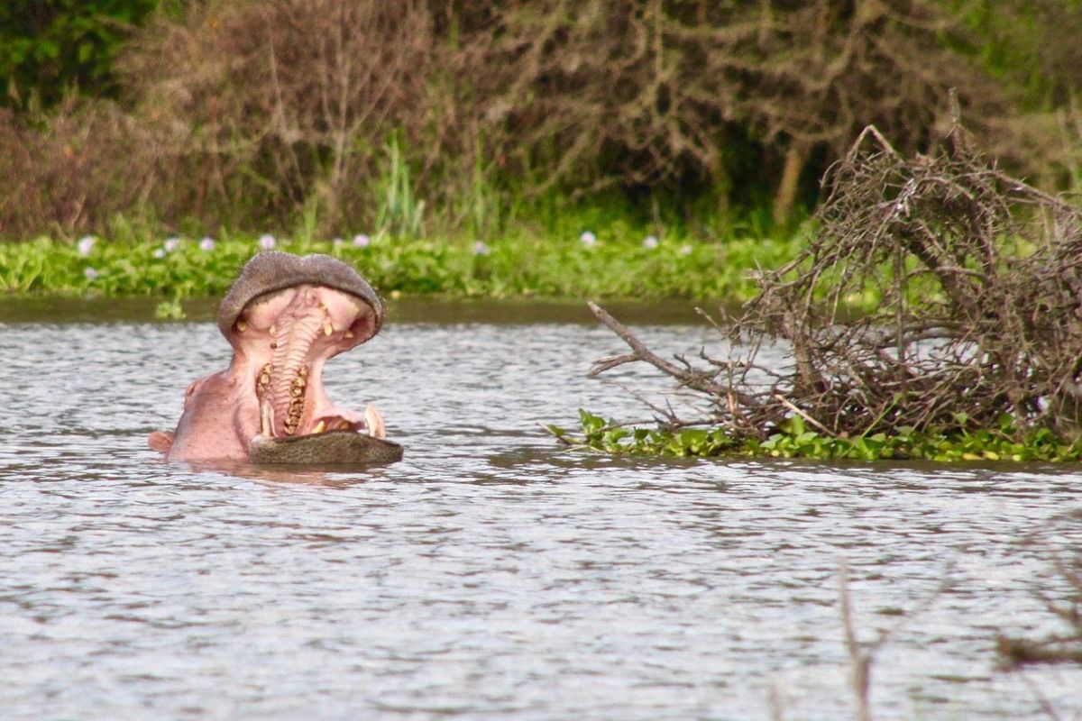 Safari Risala en Kenia
