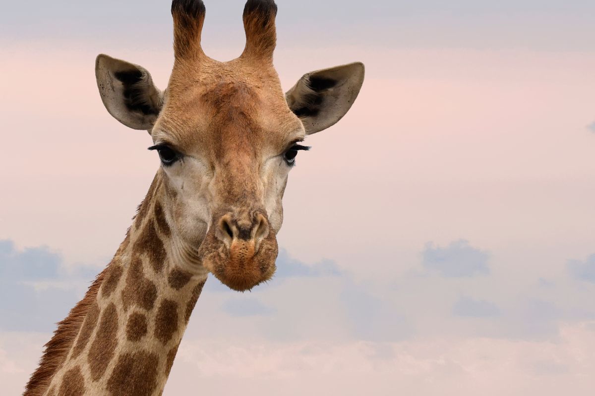 Safari Tembea en Kenia