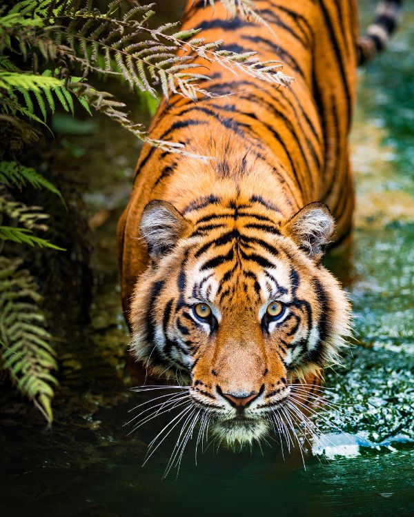 Safaris en Asia (2)