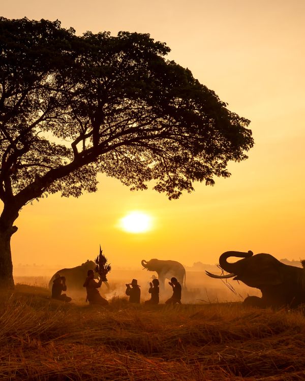 Safaris en Asia (4)