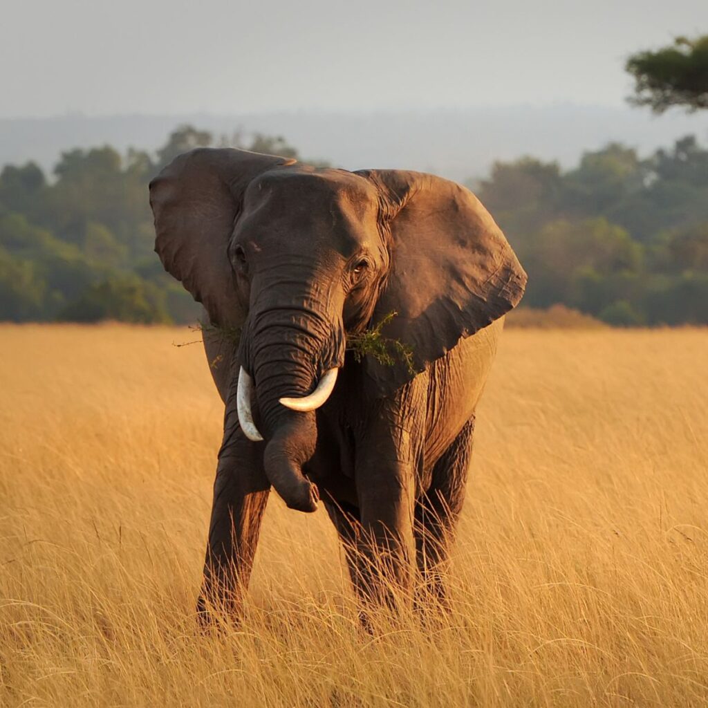 Viajes a Kenia de lujo (2)