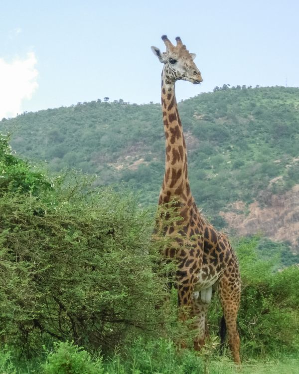 viajes safaris (3)