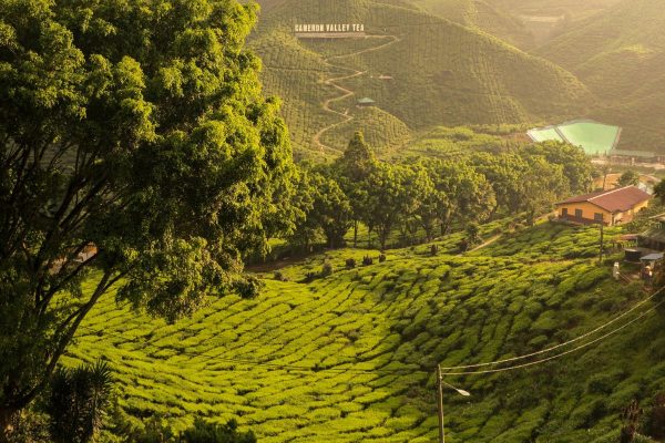 CAMERON HIGHLANDS-Malasia