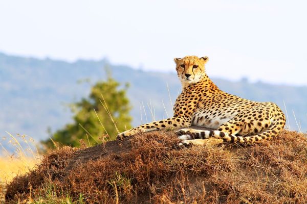 Cheeta en Masai Mara