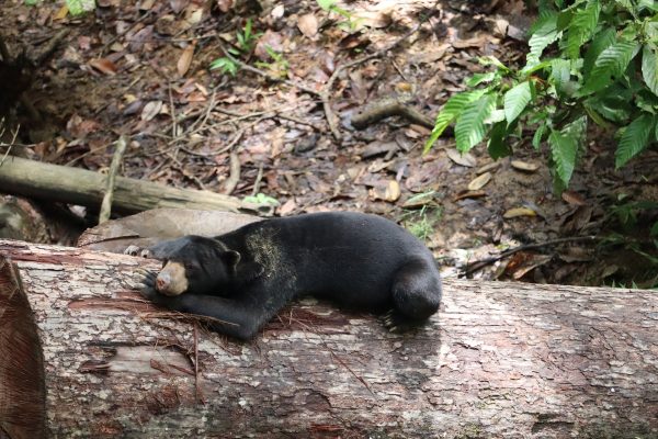 Oso malayo