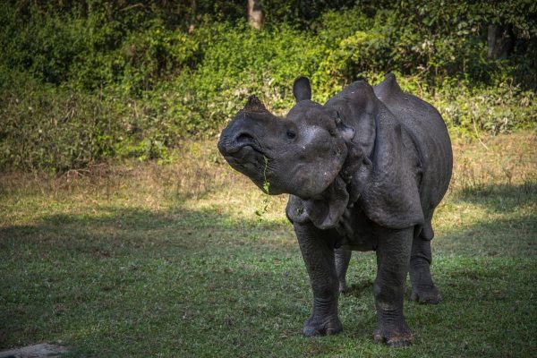 P.N.Chitwan