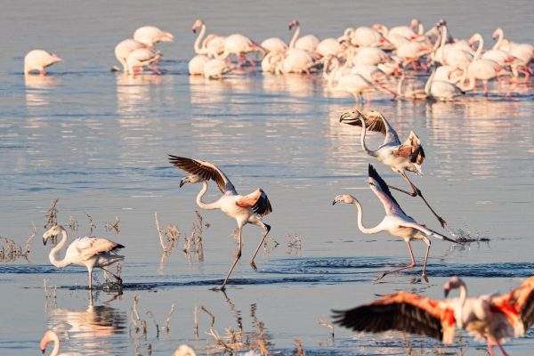 PN Lago Nakuru