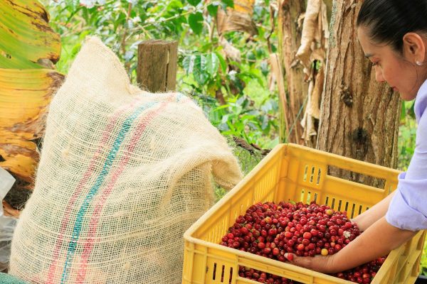 Plantaciones de Cafe