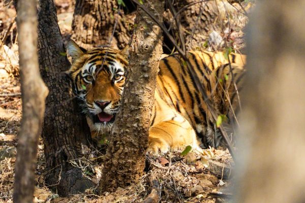 Triángulo dorado con Ranthambore
