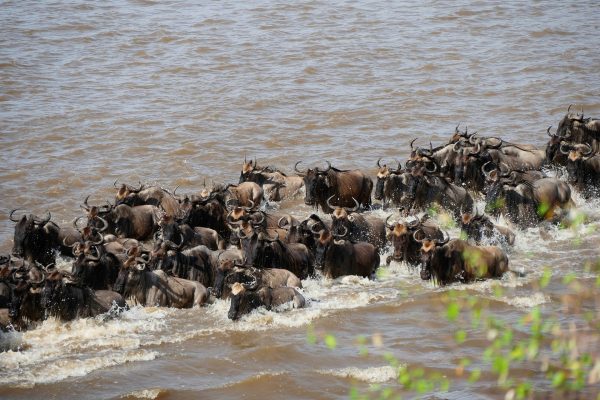 Safari Privado Olduvai En Tanzania