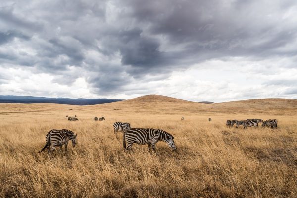 Safari Privado Olduvai En Tanzania