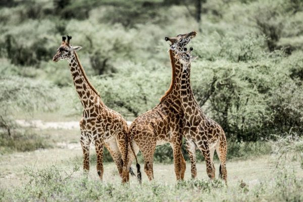 Safari Privado Olduvai En Tanzania