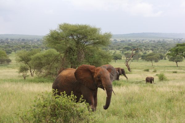 Safari Privado Olduvai En Tanzania