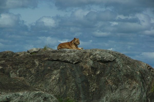 Safari Privado Olduvai En Tanzania