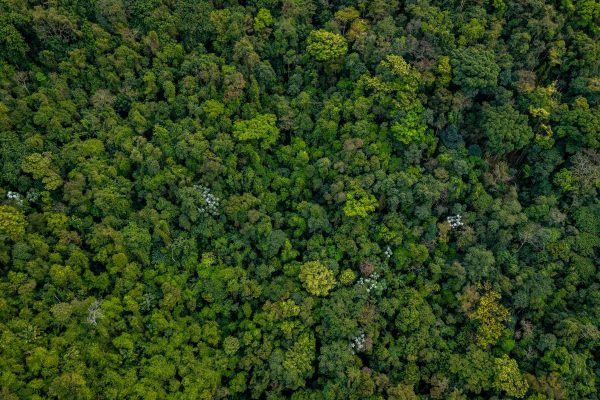 Selva Amazonas
