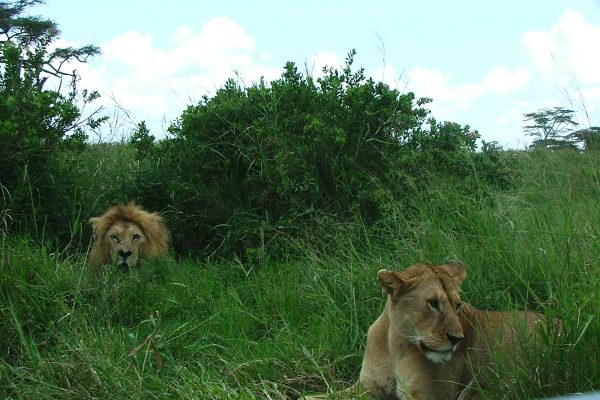Tanzania Sonada