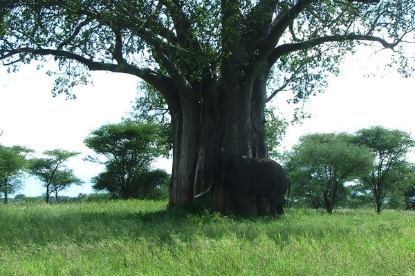 Tanzania Sonada