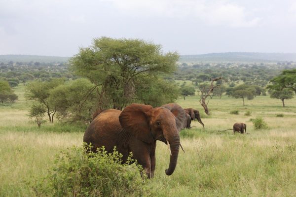 Elefantes Tanzania