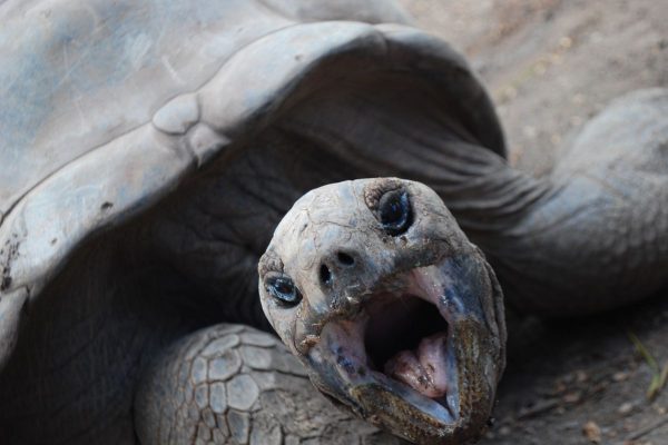 Tortuga gigante Mauricio