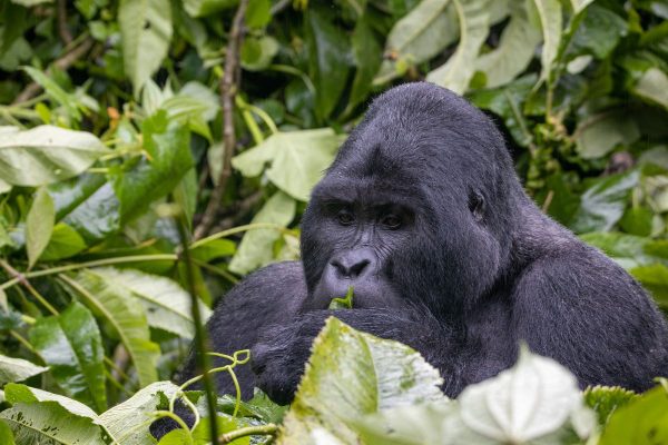 Uganda Al Completo