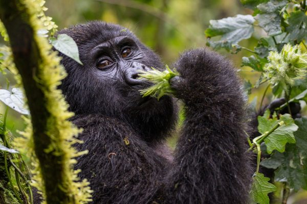 Uganda Al Completo