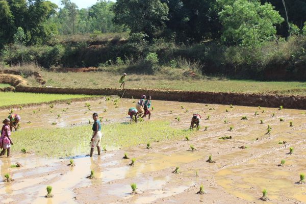 campos arroz odissa