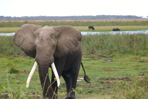 Safari Nyumbu en Kenia