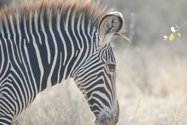 ggrevys cebra samburu