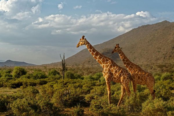 jirafas Samburu